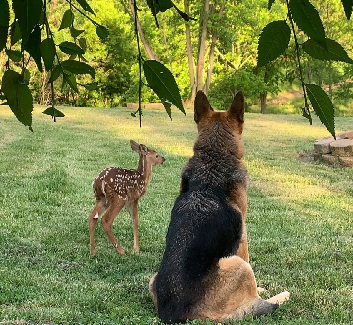 Compassion Outlawed: All Injured and Orphaned Fawns in Ohio Must Die.